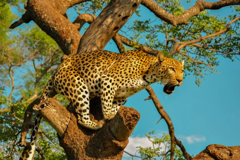 a leopard is standing on a tree nch