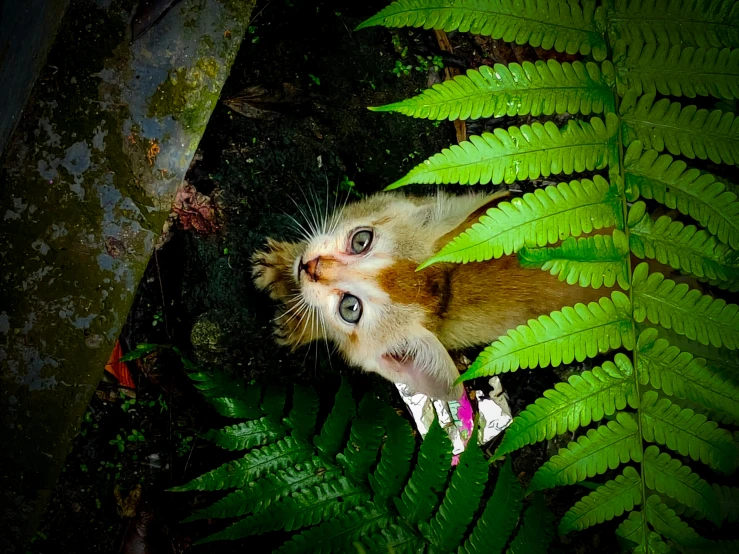 a cat is peeking out from between a fern tree and its paw