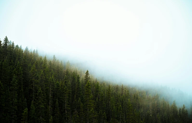 a mountain forest is surrounded by dense fog