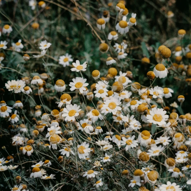 a bunch of wildflowers are shown here