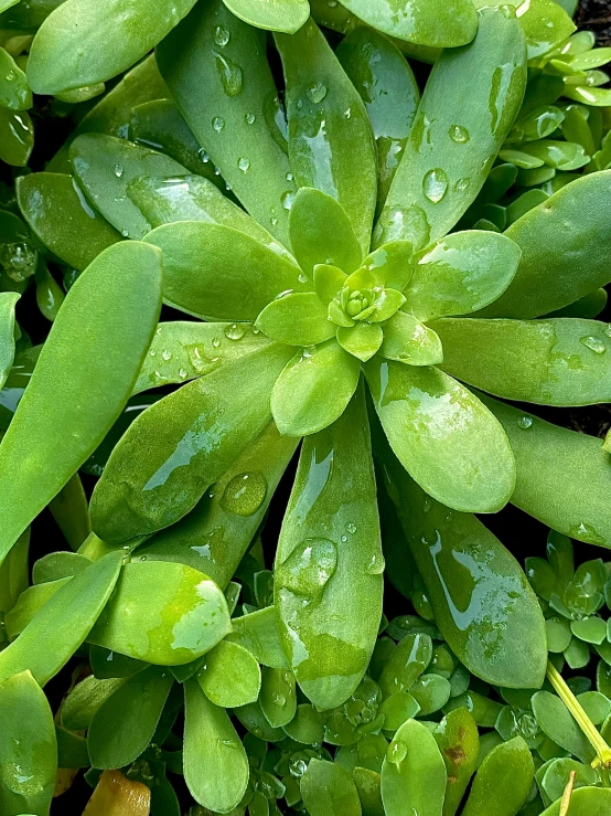 green leaves and water droplets are shown in this image