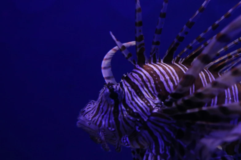 this is a lionfish in an aquarium with blue lighting