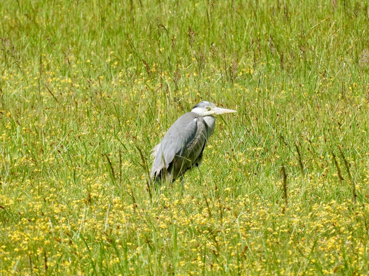 a bird with an enormous beak standing in the middle of the grass