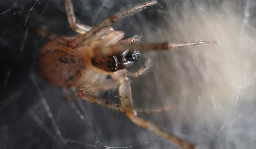 a spider is eating the camera flash