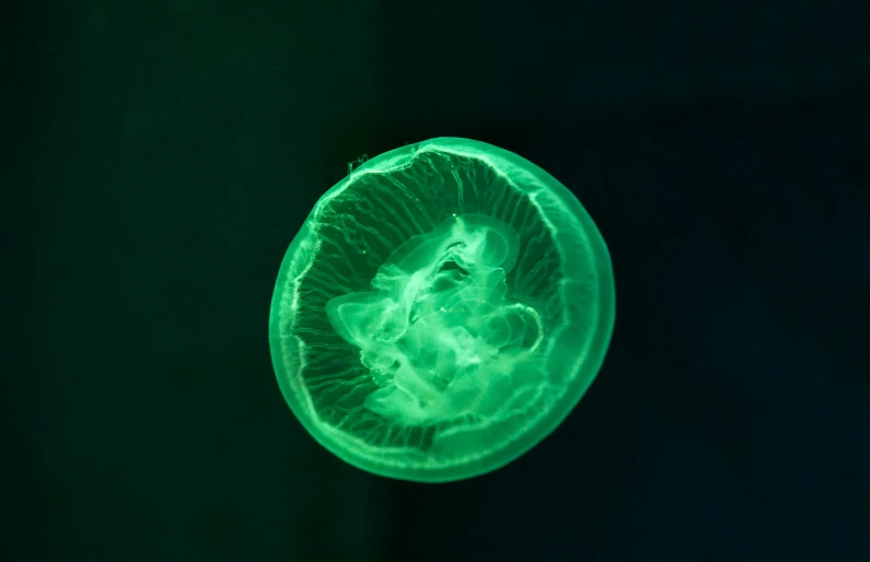 the green jellyfish is visible from above