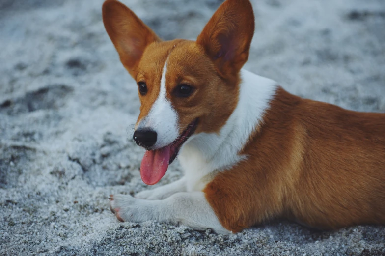 there is a dog sitting in the sand outside