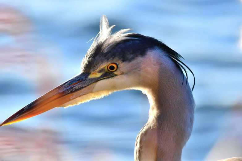 an adult gray bird with long yellow beaks and a striped head