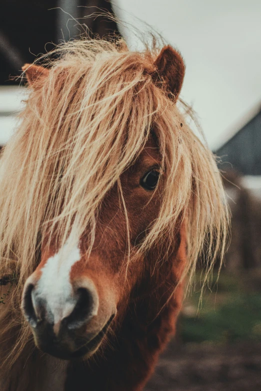 a closeup of a brown horse's mane