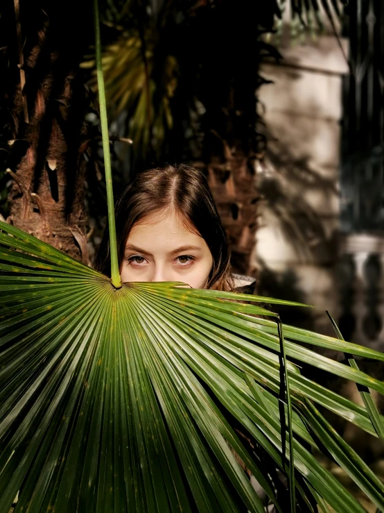 a  hiding behind the leaves of a palm tree