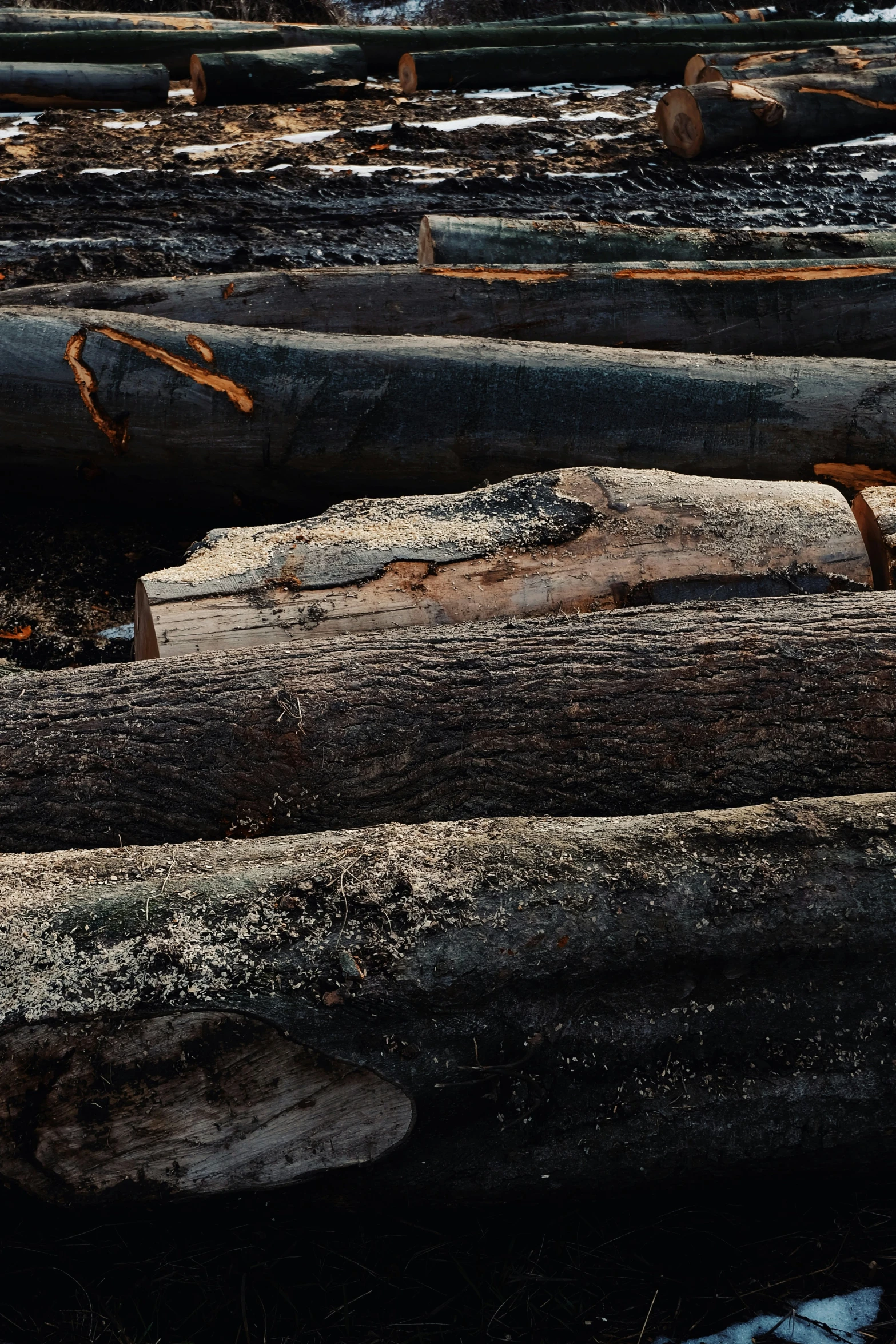 lots of logs laying on top of a snow covered field