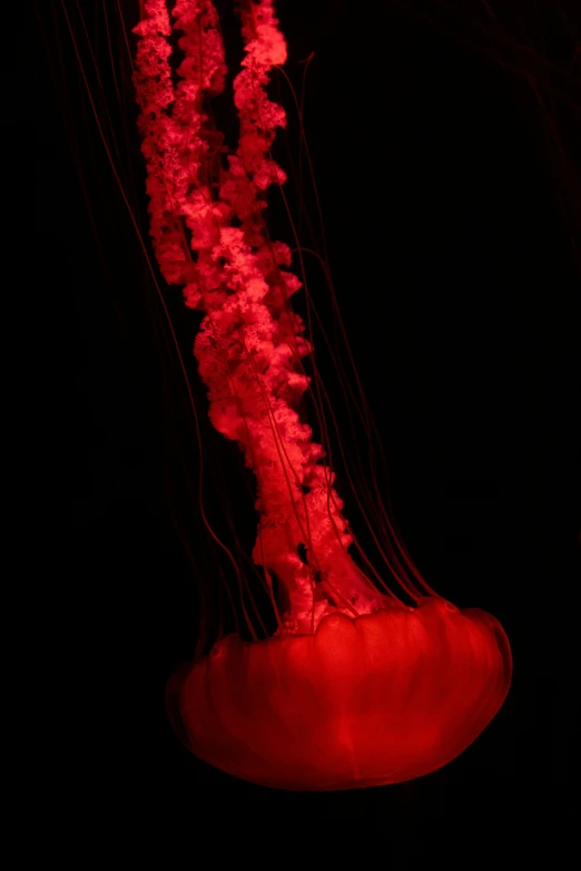 the jelly is very red and it looks like it could be underwater