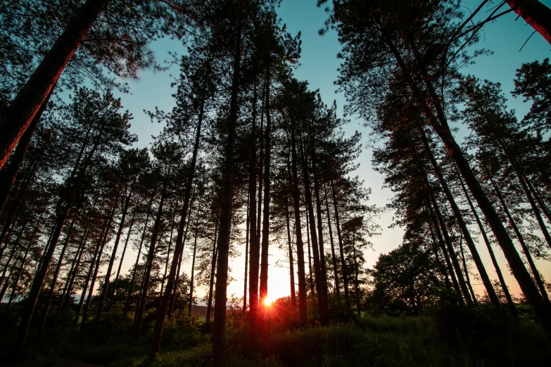 a sun peeks between tall trees in a forest