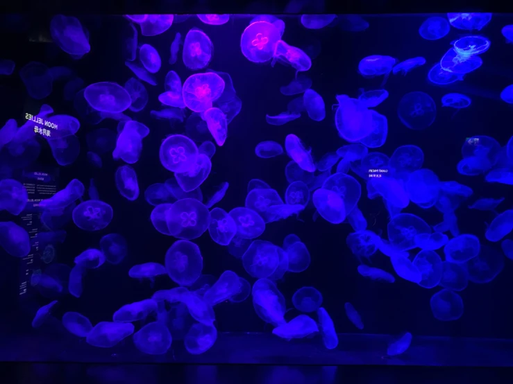 purple jelly fish floating in the water at night