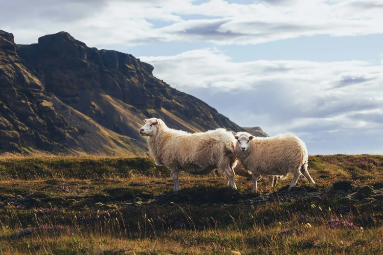 the two sheep are standing on the grassy hill