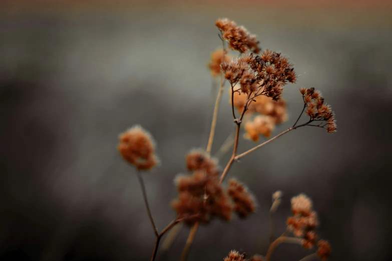 a bunch of flowers that are sitting in front of a wall