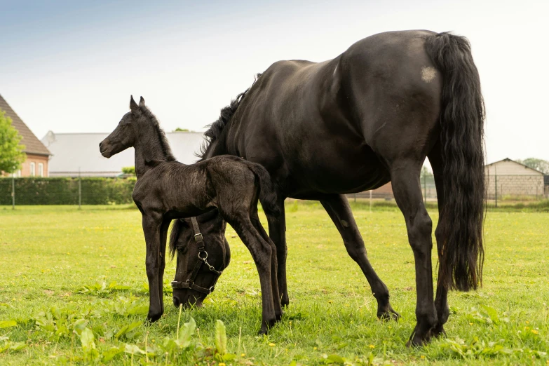 a mom and baby horse grazing on the grass