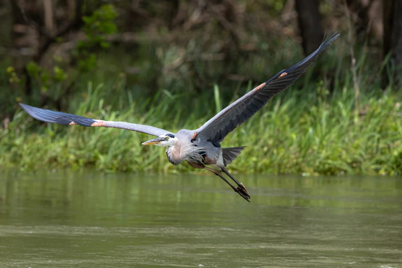 a bird flying above the water in a marshy area