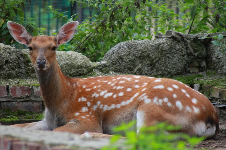 a white and brown deer laying on top of a forest