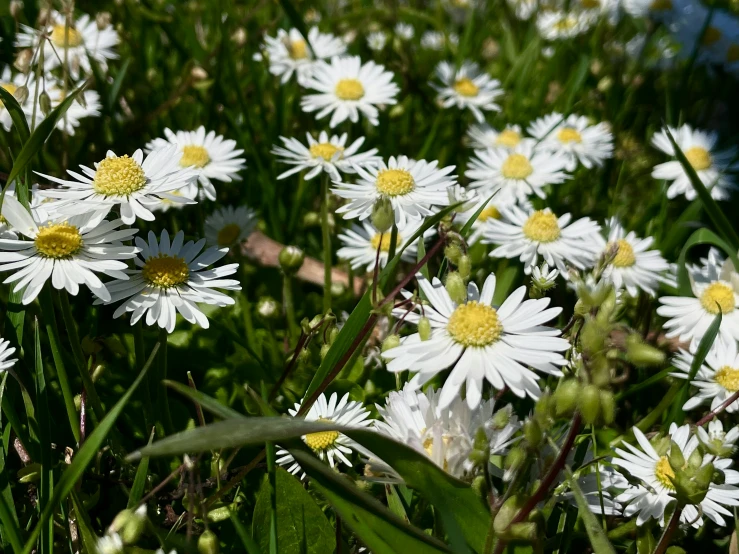 white daisies blooming in the green grass