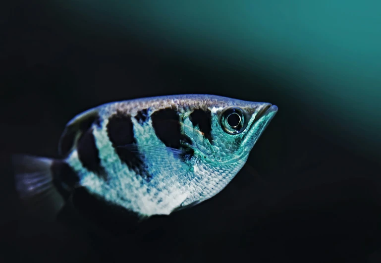 a small striped fish swimming in a dark tank