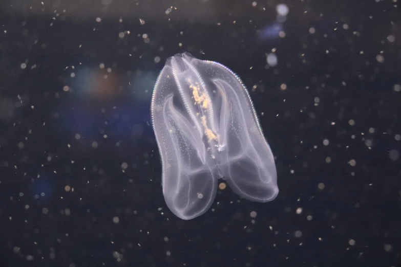 the jelly fish appears to be floating in deep water