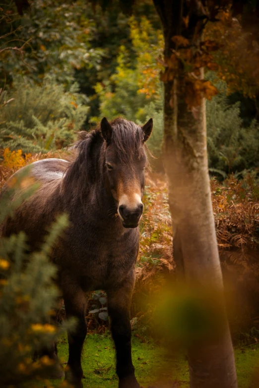 a very big furry horse in the woods