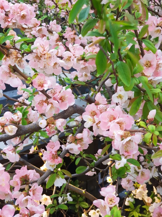 blooming pink apple tree in full bloom with leaves