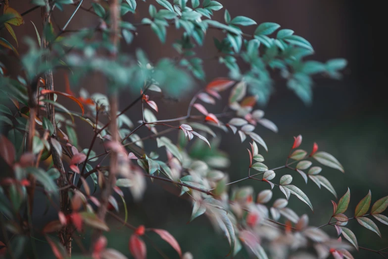 this is a plant with red, green and white leaves