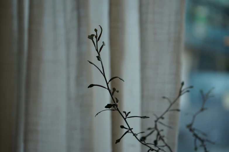 a dead plant is pictured through the curtains