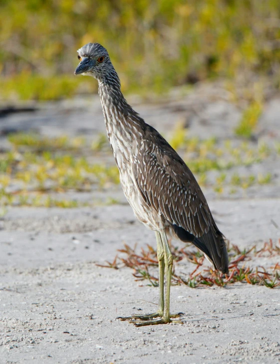 a bird with a very long neck standing on gravel