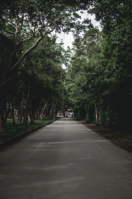 an empty road that has trees lining the sides