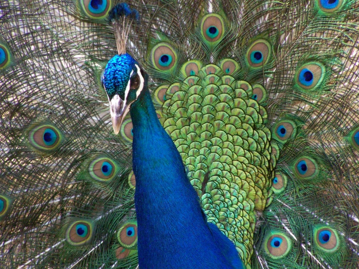 this beautiful peacock has its feathers folded