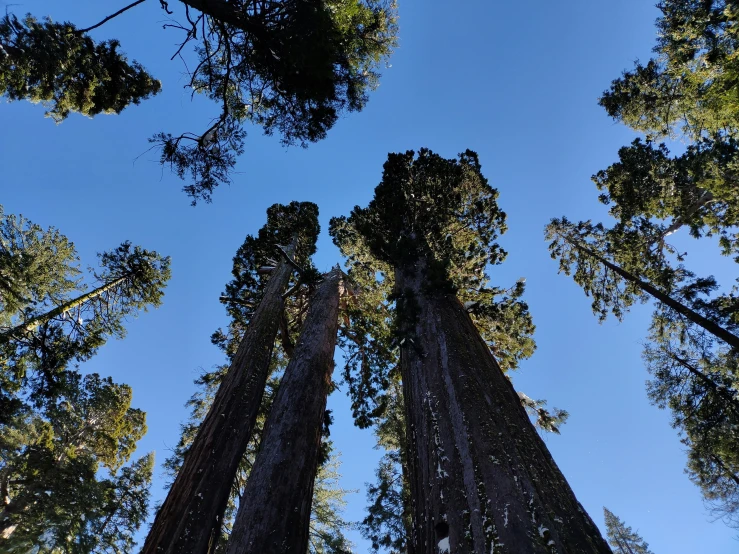 high pine trees reaching into the sky looking up