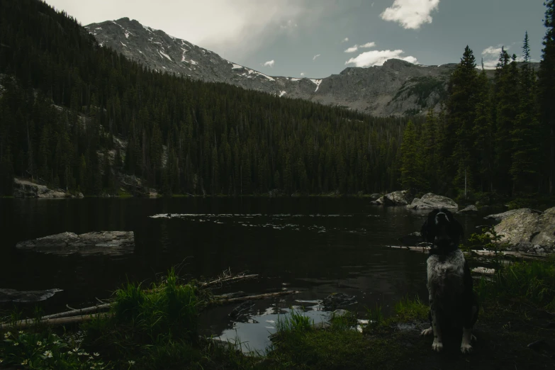 a dog standing on a bank looking at the mountains