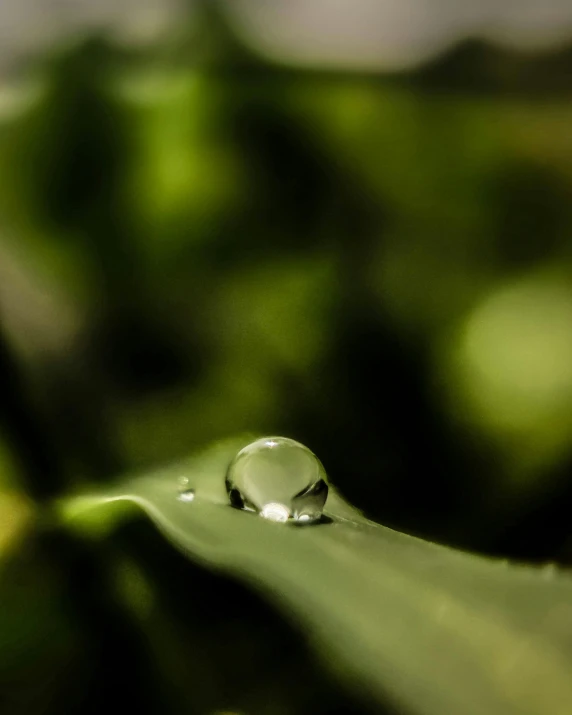 a single drop of water sitting on top of a green leaf