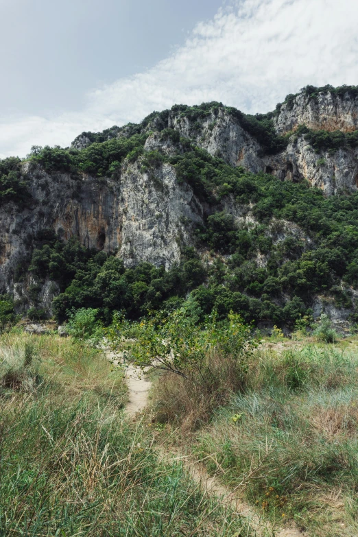 a brown bear is in the grass and a mountain