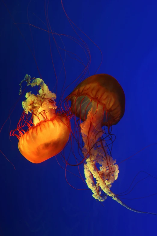 a couple of jellyfish swimming under a blue sky