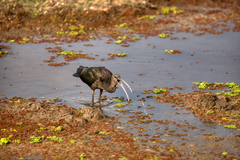 a bird drinking from a muddy pond near muddy ground