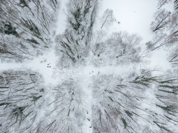 the top view of the tops of trees covered with snow