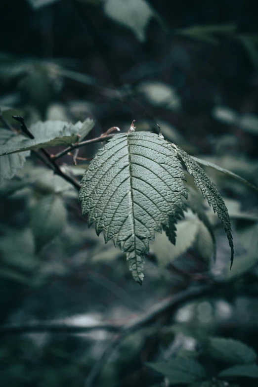 a very leaf with some other leaves on it