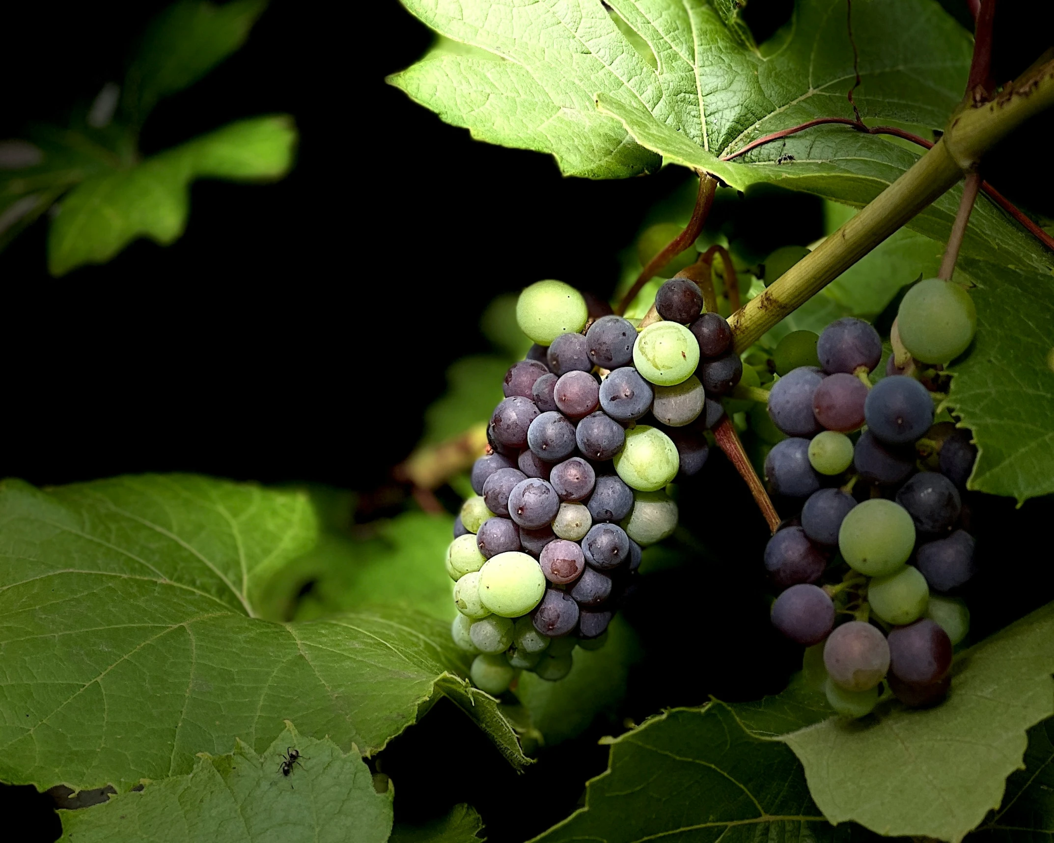 gs still on the vine in their leaves