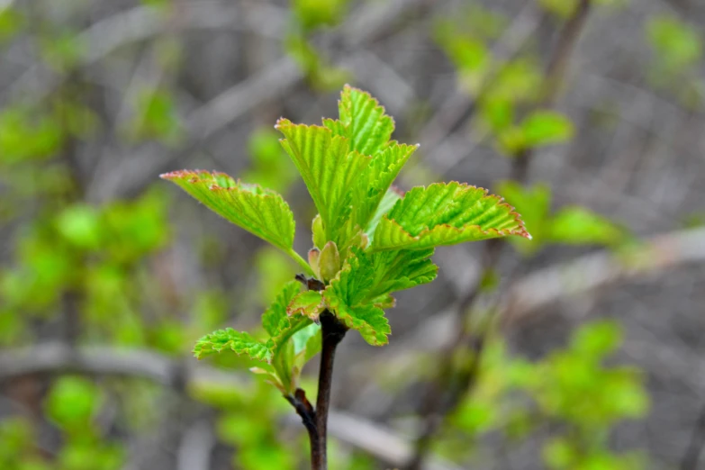 a tree with some leaves in the foreground