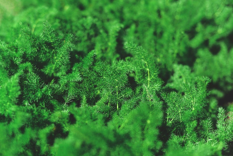 green plants growing in the garden closeup