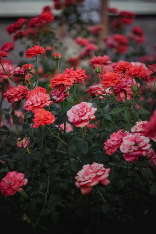 colorful roses and other flowers that are blooming in their pots