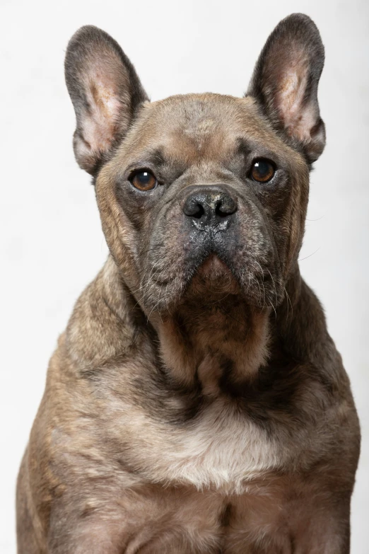 a close up view of a dog with soing very old looking