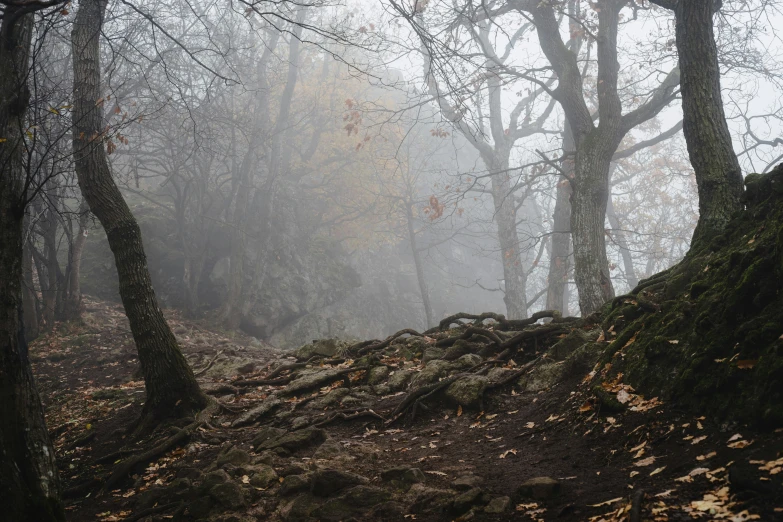 trail leading through dense tree forest in autumn