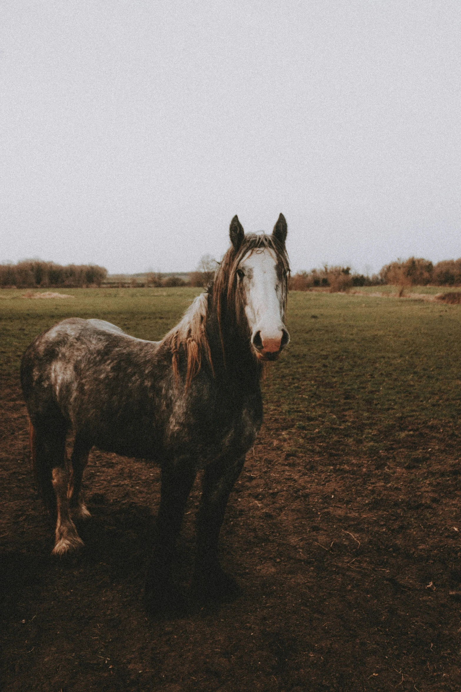 a brown and white horse is standing in an open field