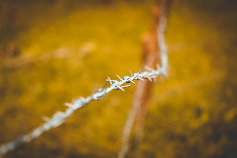 a line of barbed wire on yellow grass