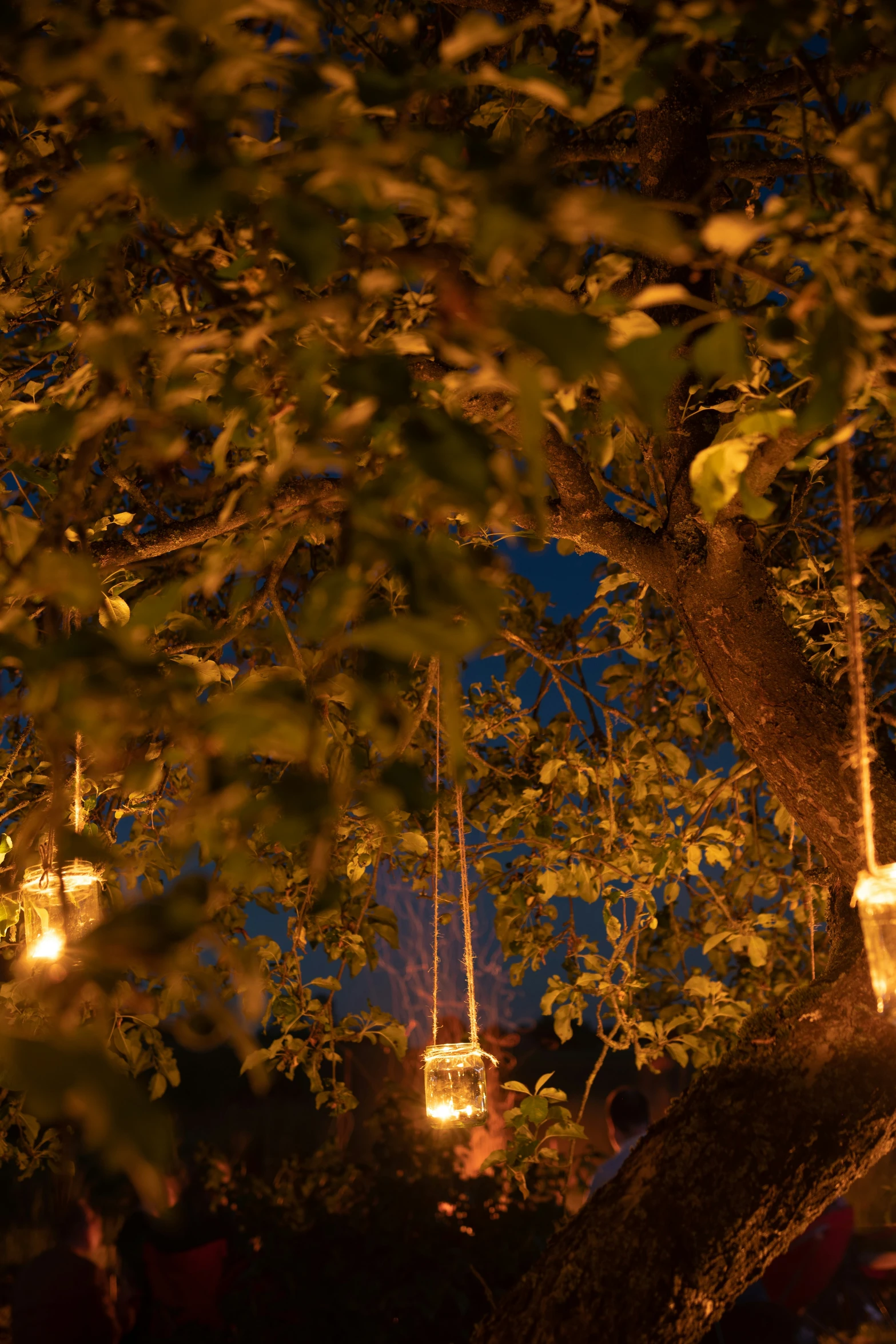 some lights hanging from a tree near a building