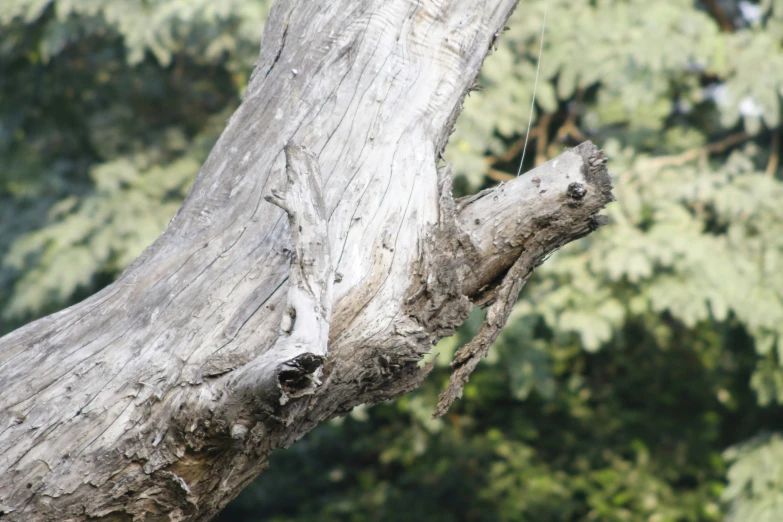 a close up of a tree with green trees in the background